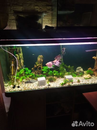 Аквариум jebo