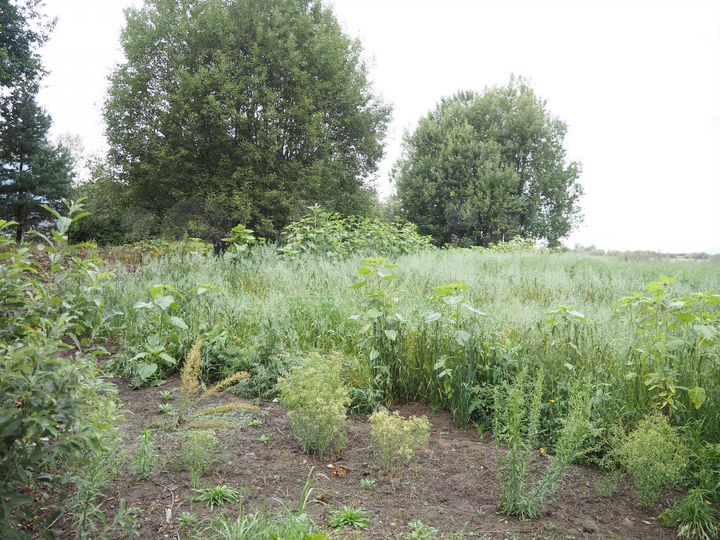 Участок 10 сот. (ИЖС)