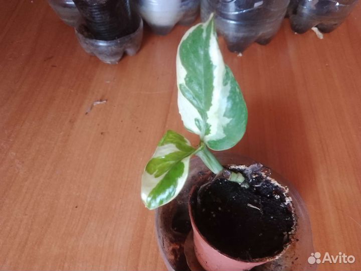 Растения по одной цене