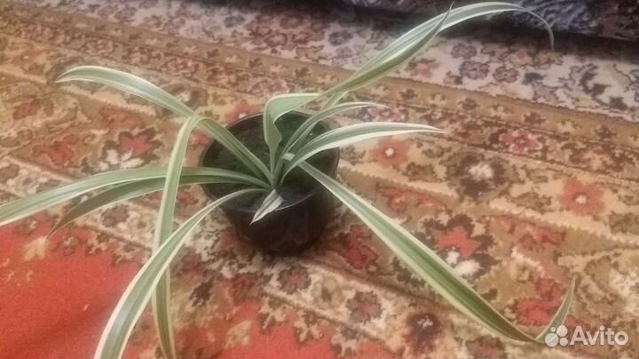 Хлорофитум хохлатый