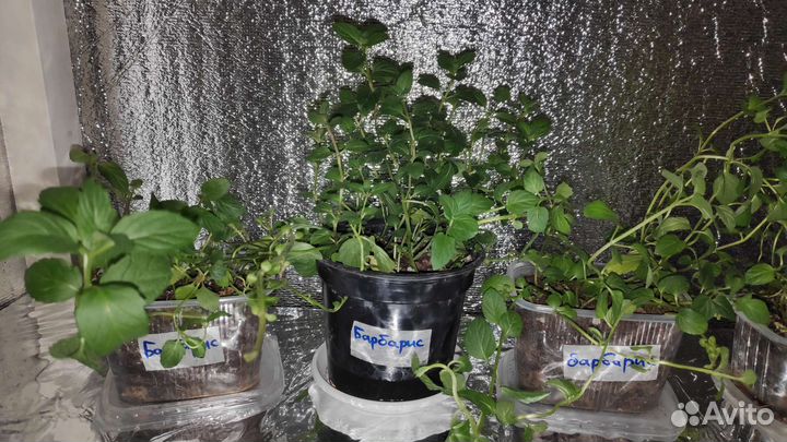 Барбарисовая мята