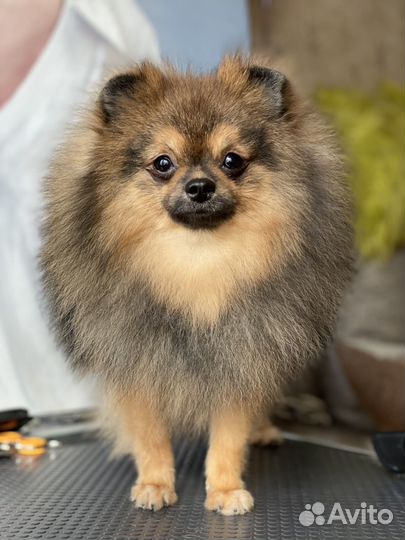 Померанский шпиц юниор девочка