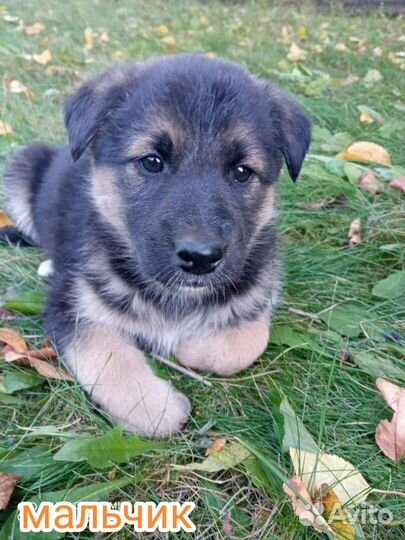 Спасите малышей