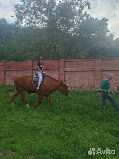 Конные прогулки