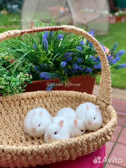 Кролики мини Гермелин
