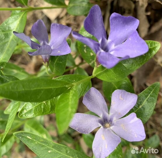 Барвинок малый