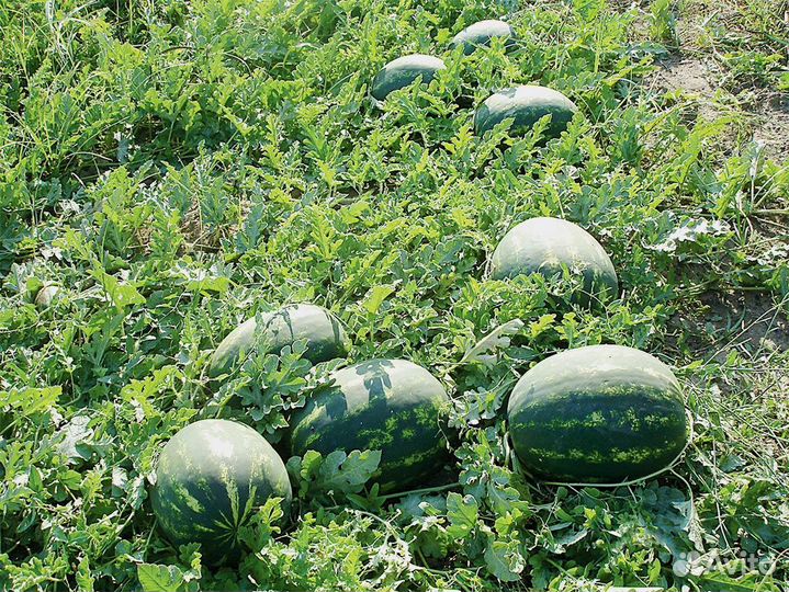 Семена арбуза и дыни