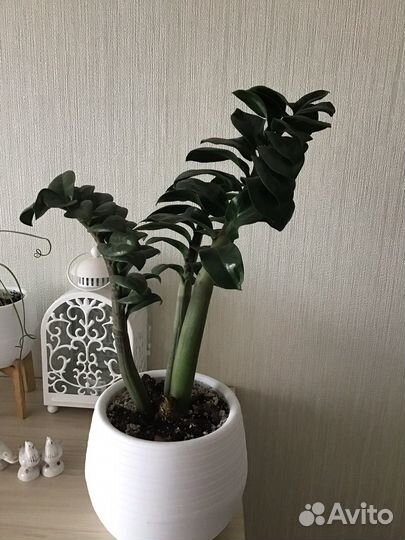 Замиокулькас зензи