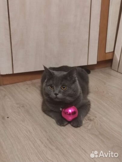 Кот на вязку