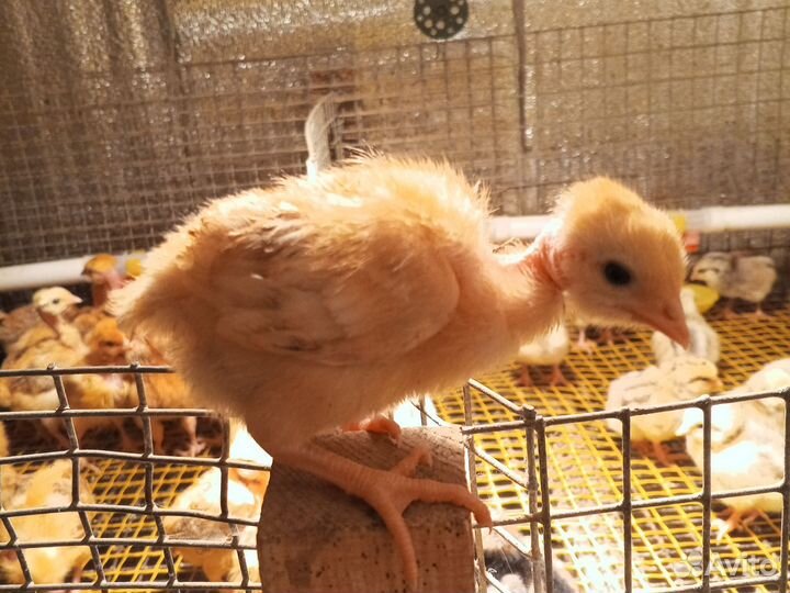 Цыплята бройлеры кобб 500, мастер грей, голошейка