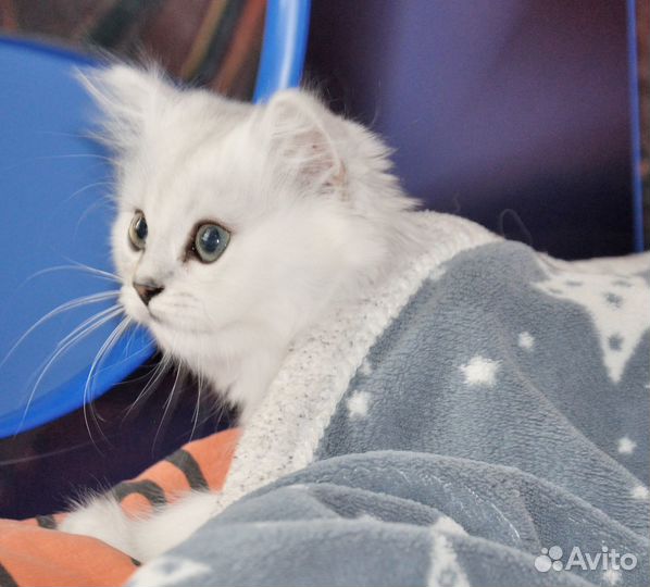 Британский котенок девочка