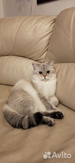 Британский кот на вязку