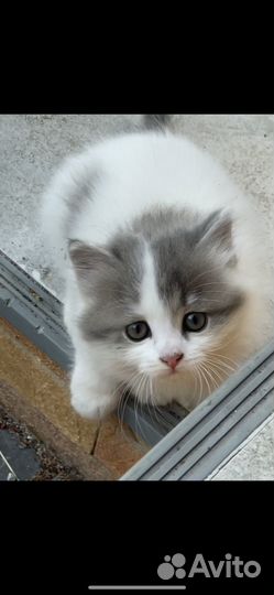 Котята в добрые руки бесплатно