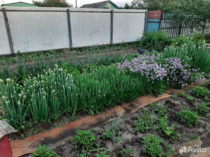 Лук зеленый