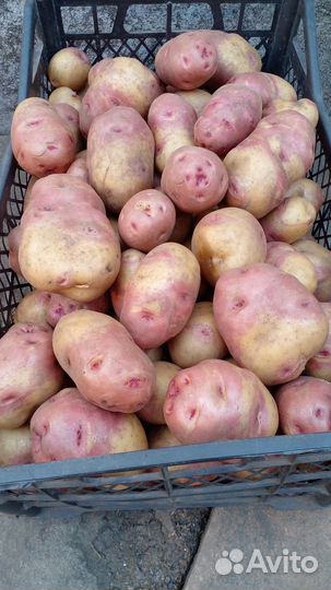 Картофель домашний