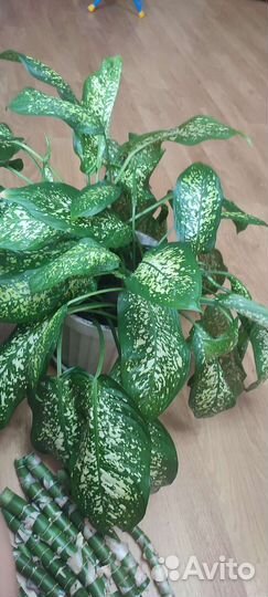 Диффенбахия черенки