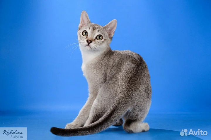 Сингапурские котята
