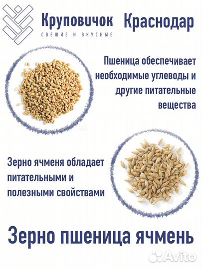 Зерно пшеница ячмень