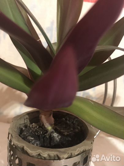 Олеандр махровый