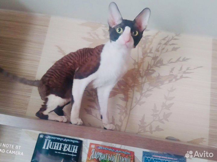 И молодой и холостой. Вязка