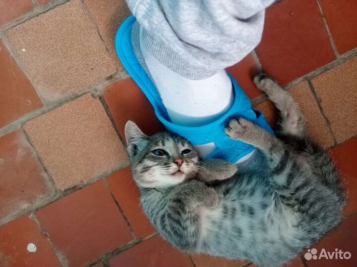 Кошка в дар бесплатно