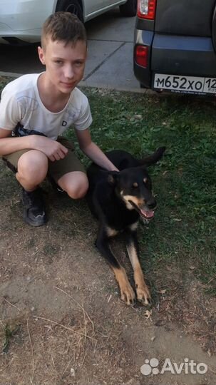 Собака улыбака