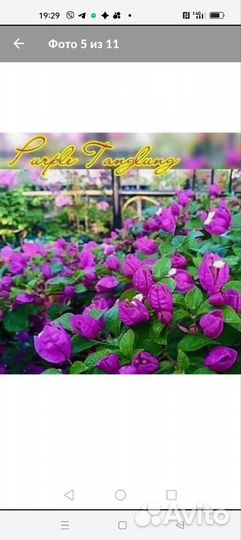 Бугенвилия