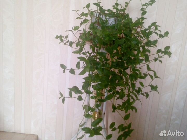 Традесканция