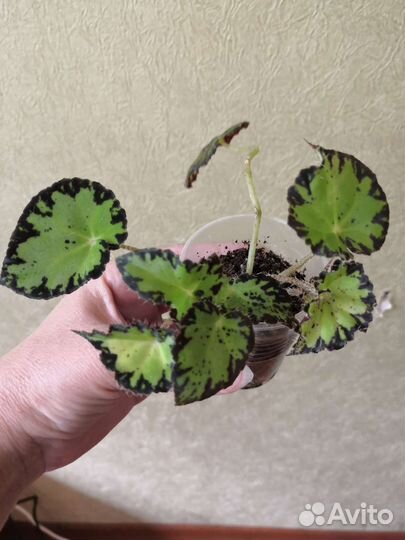 Бегония Бовера