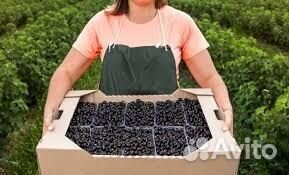 Разнорабочие На Сбор Ягод и Яблок Вахта В Липецк