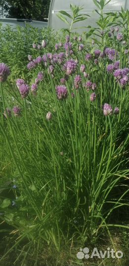 Шнитт-лук семена