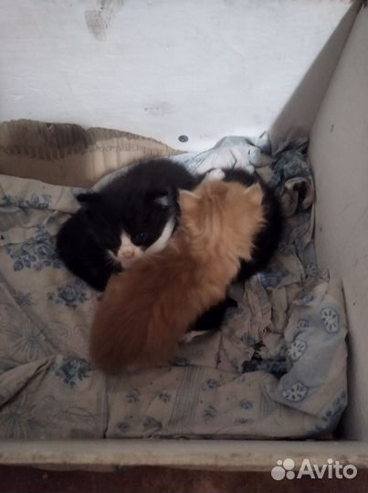 Котята в добрые руки бесплатно