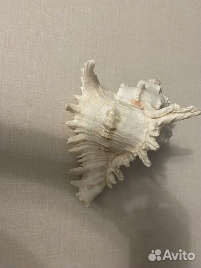 Декоративная ракушка