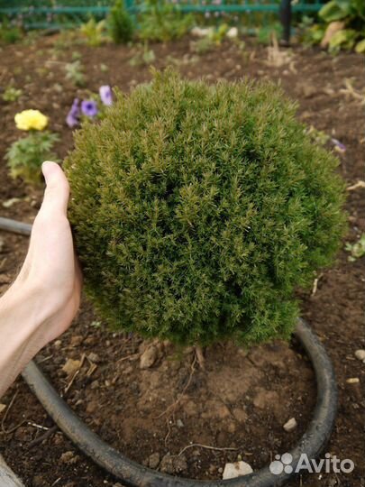 Укорененные черенки туя, можжевельник