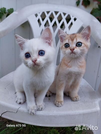 Котята золотая и серебристая шиншила
