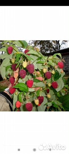 Ремонтантная малина