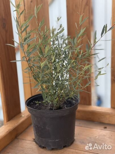 Ива шаровидная