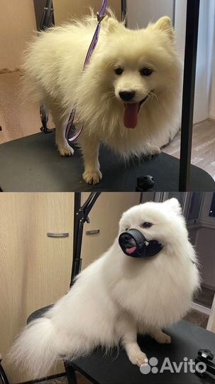 Груминг, стрижка собак