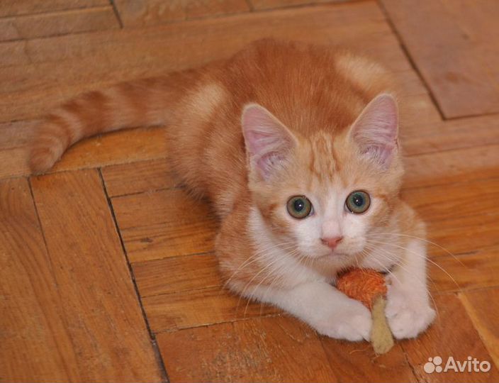 Солнечный рыжик Руди-игривый мальчик 2,5 мес.в дар