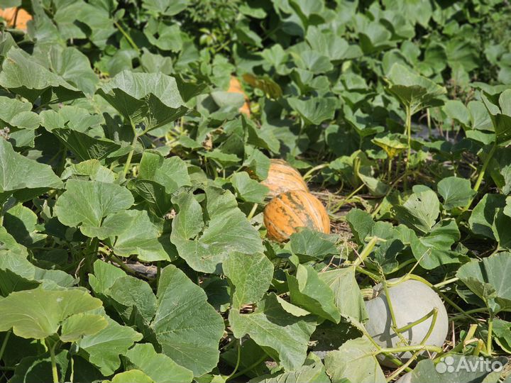 Тыква 4 сорта