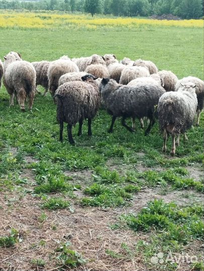 Овцы бараны