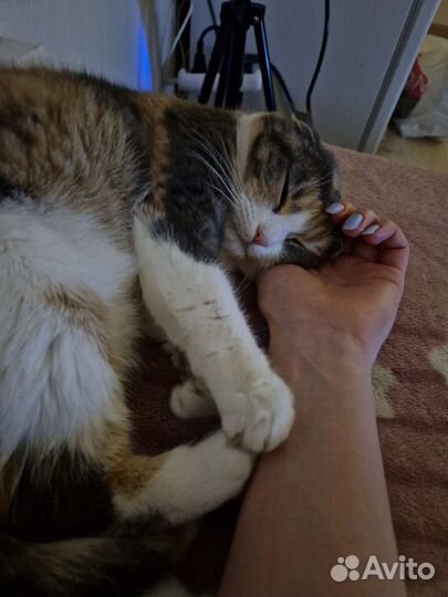 Кошка вислоухая