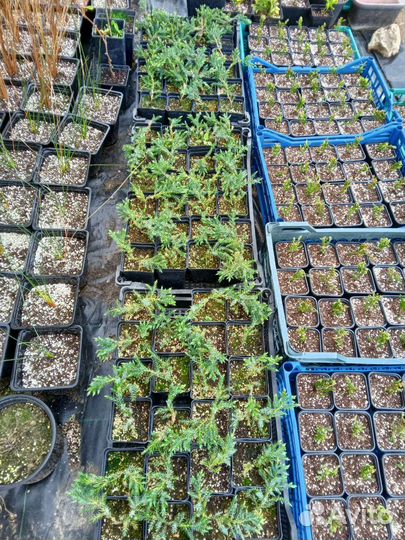 Можжевельник Blue carpet (Блю Карпет)