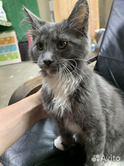 Котята мейн-кун