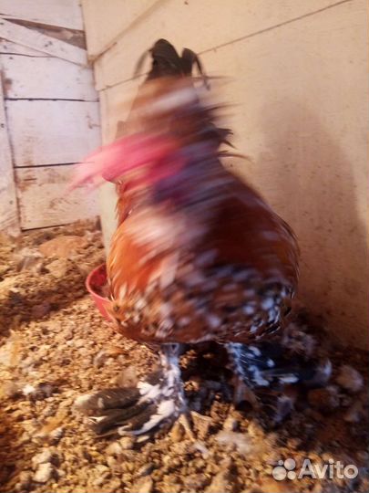 Куры петухи