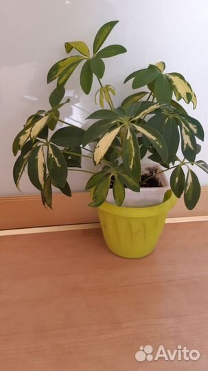 Комнатные цветы шефлера