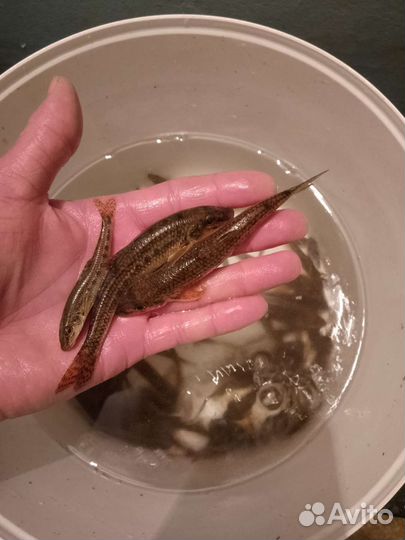 Живец плотва (сорога), пескарь