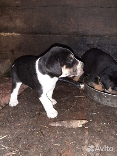 Собаки щенки