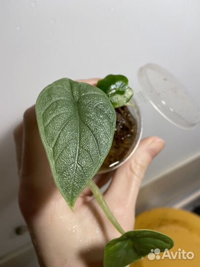 Алоказия мело