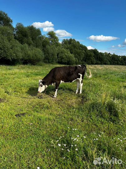 Коровы и телки